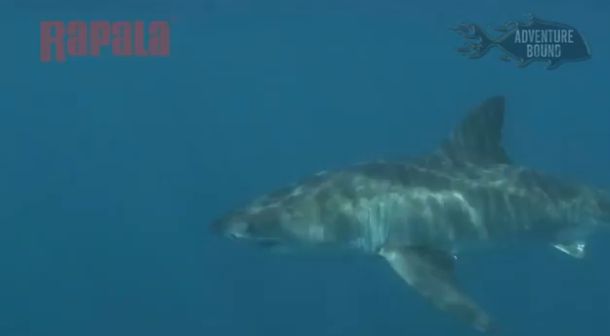 Federal Environment Minister Tony Burke.